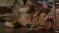 Скриншот к фильму Собачья жизнь mp4 (2017)