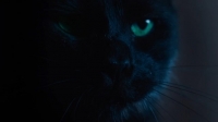 Скриншот к фильму Я — кот mp4 (2023)